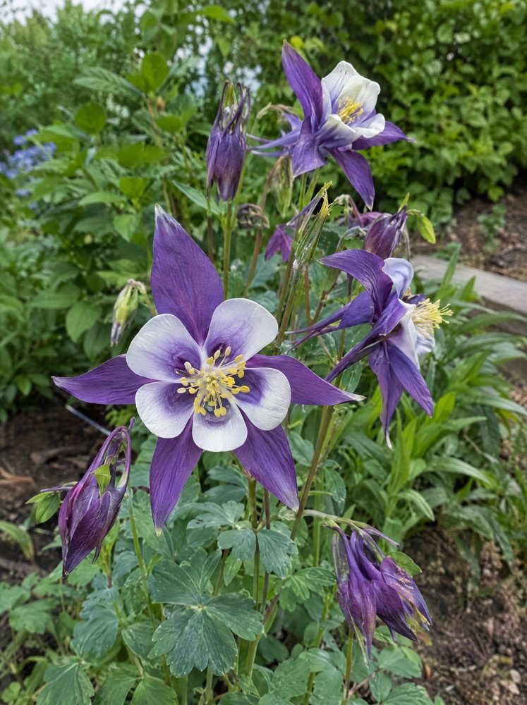 Purple columbine flowers photographed outdoors