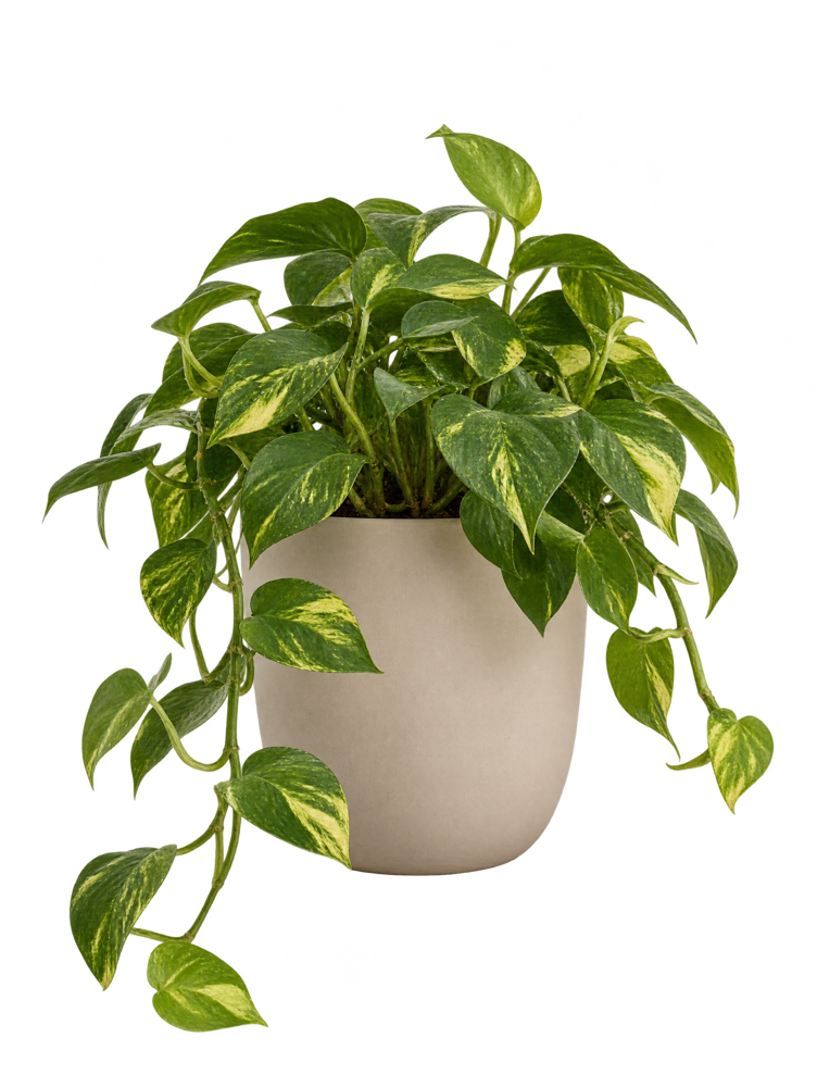 Pothos in a pot